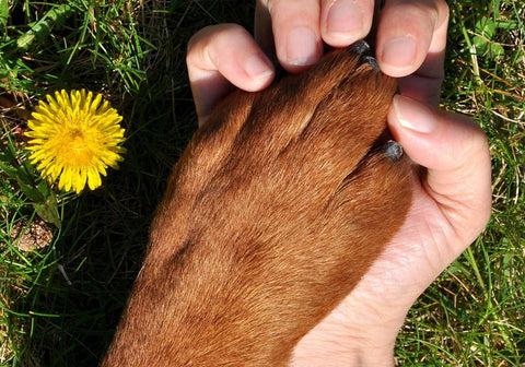 Dog and Human Paw on Grass