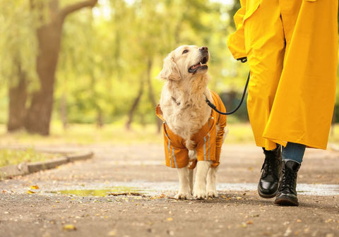 Dog and Owner Walking Outdoors