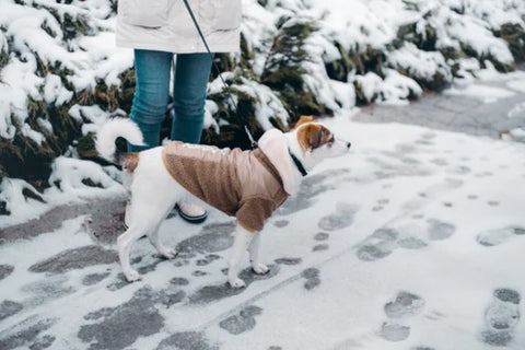 Dog in Coat Walking with Human in Snow