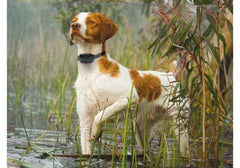 Dog in Swamp Wearing Dogtra 280C Remote Training Collar