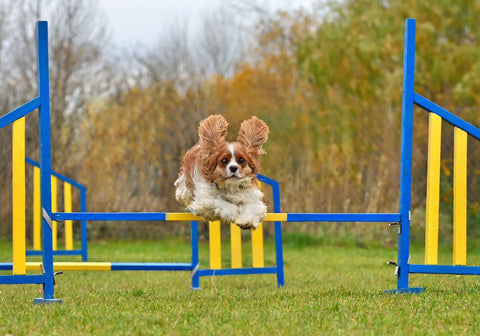 Dog on Agility Training