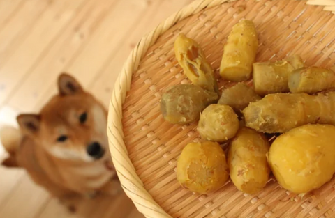 Shiba Inu Looking Up at Tray of Sweet Potatoes