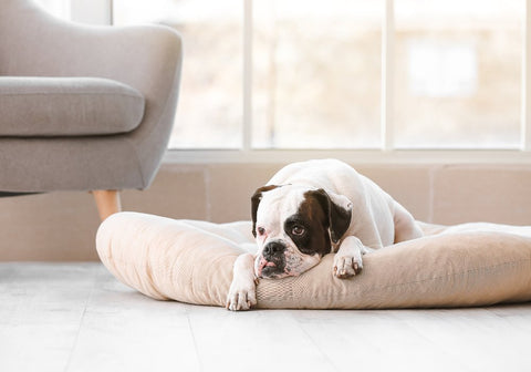 Dog on Pet Bed