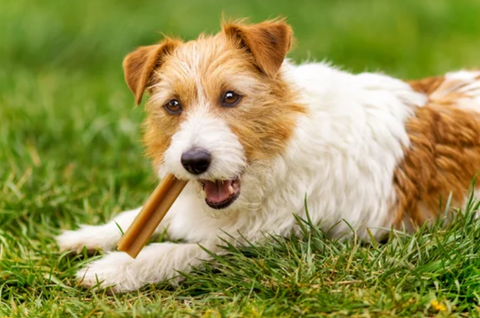 Dog on Grass Biting Dental Chew Stick