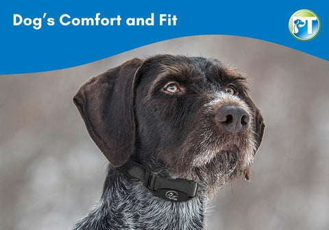 Prioritize Dog’s Comfort and Fit in Choosing Bark Collar