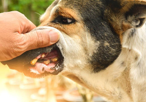 Dog's Teeth in Bad Health Being Checked