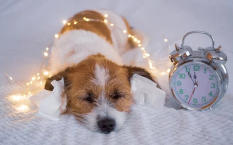 Dog with Christmas Lights and Clock