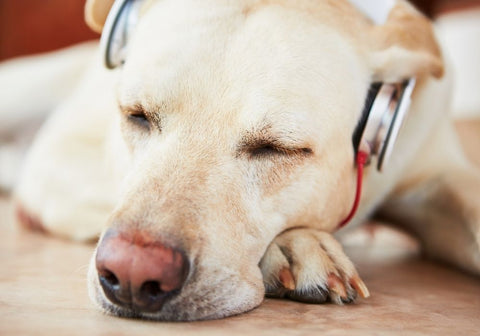 Dog with Headphones
