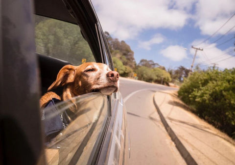 Have Dog, Will Travel! – 6 Tips to Travel Better with Your Dog