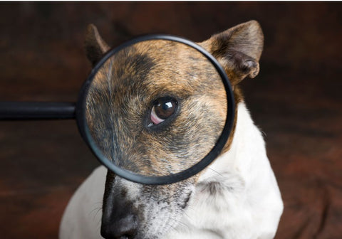 Dog with One Eye on Magnifying Glass