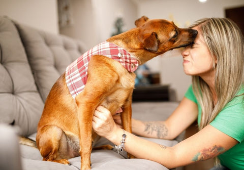 Dog with Red Checked Harness Kissing Woman's Forehead