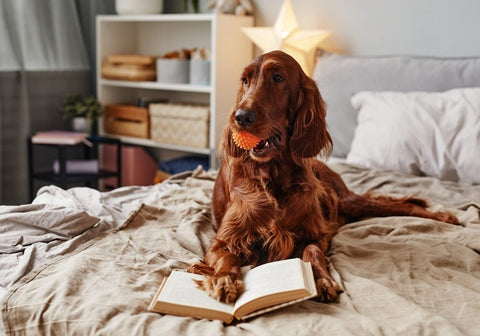 Dog with Toy Lying on Bed