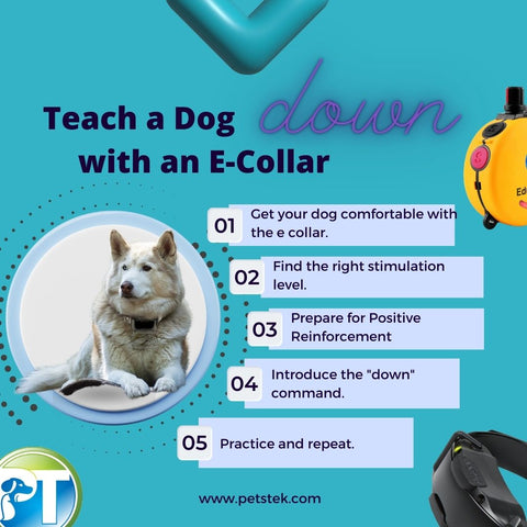 own Command Step by Step Guide with an E-Collar