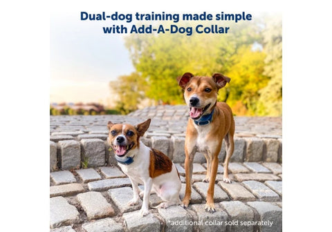 Dual-Dog Training with PetSafe E-Collars