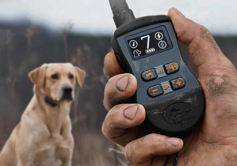 E-Collar Training with Labrador Dog