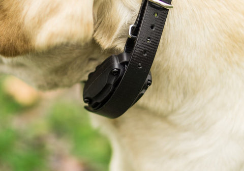 E-Collar Worn on the Dog's Neck