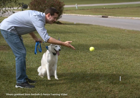 E-Fence Training with Distractions