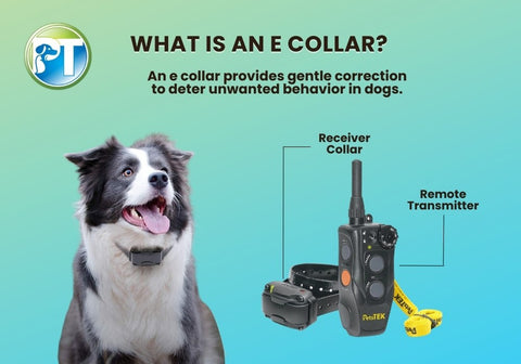 E Collar Definition with Dog and PetsTEK Logo on Side