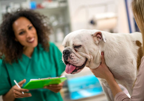 English Bulldog at the Vet