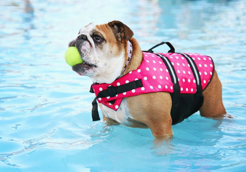 English Bulldog withe Ball in Mouth in Shallow Water