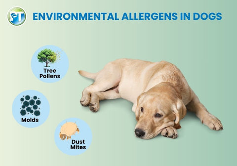 Environmental Allergens in Dogs