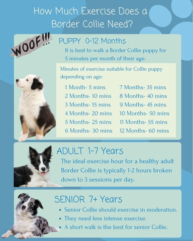 Exercise Needs Chart for Border Collie