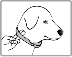 Illustration of Proper E-Collar Position on Dog's Neck