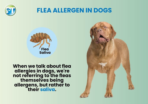 Flea Allergen in Dogs