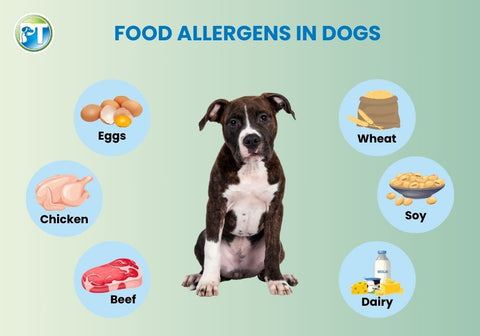 Food Allergens in Dogs