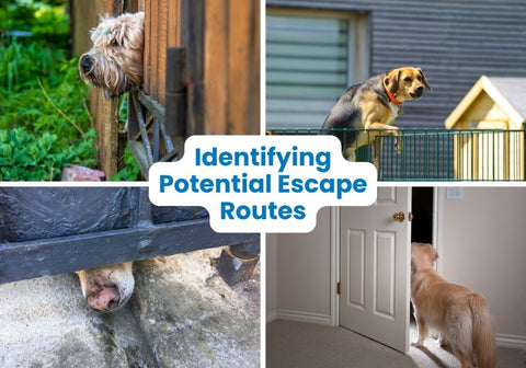 Four Scenarios of Dogs Wanting to Escape