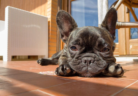 French Bulldog Lying in the Sun