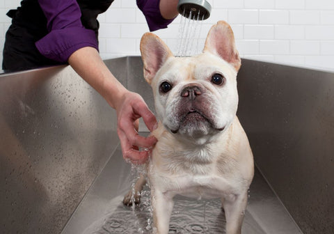 French Bulldog Taking a Bath