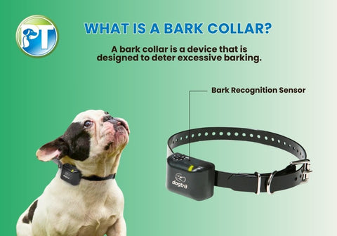 French Bulldog Wearing a Bark Collar with Text