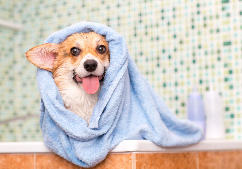 Freshly Bathed Corgi Dog