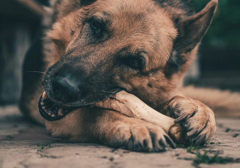 German Shepherd Chewing a Bone