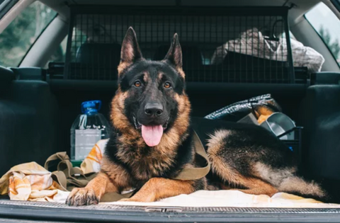 German Shepherd Lying at Back of Car