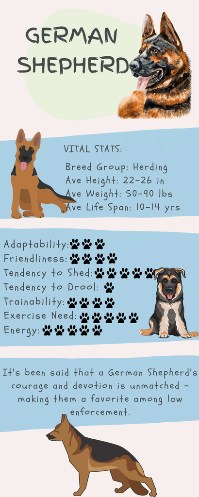 German Shepherd Stats Infographic