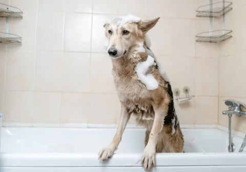 German Shepherd in Bath