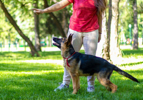 German Shepherd in Training