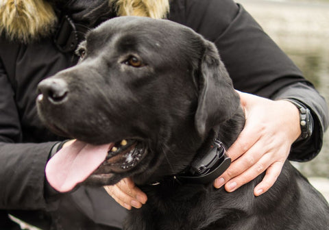 Getting the Dog Comfortable with the E-Collar