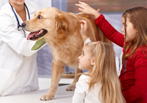 Golden Retriever Being Examined by the Vet