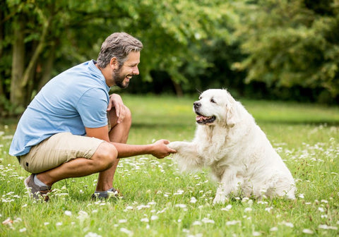 Golden Retriever Giving Its Paws to Man