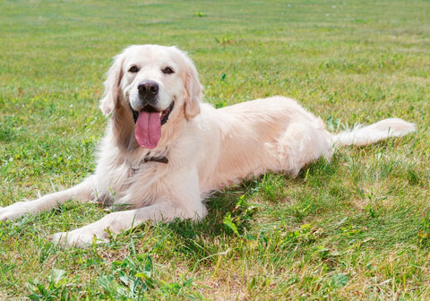 Golden Retriever Lying on the Grass