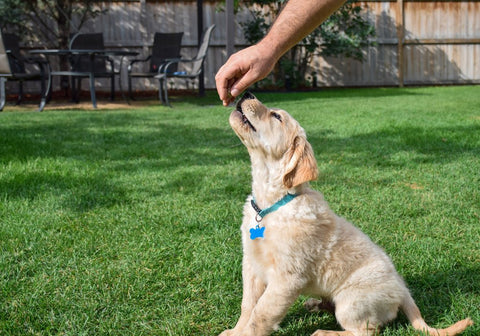Golden Retriever Puppy Given a Treat by Owner