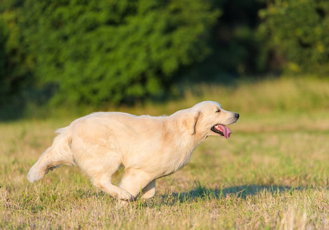 Golden Retriever Running During Recall Training