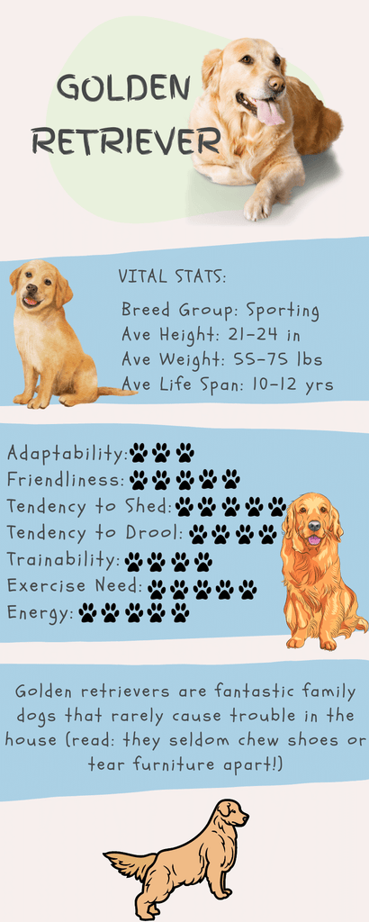 Golden Retriever Stats Infographic