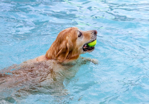 Golden Retriever Swimming in the Pool with Tennis Ball in Mouth
