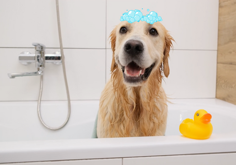 Golden Retriever Enjoying a Bath on a Tub