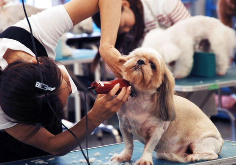 Groomer Giving Dog a Haircut