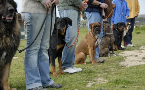 Group of Dogs in Training Class